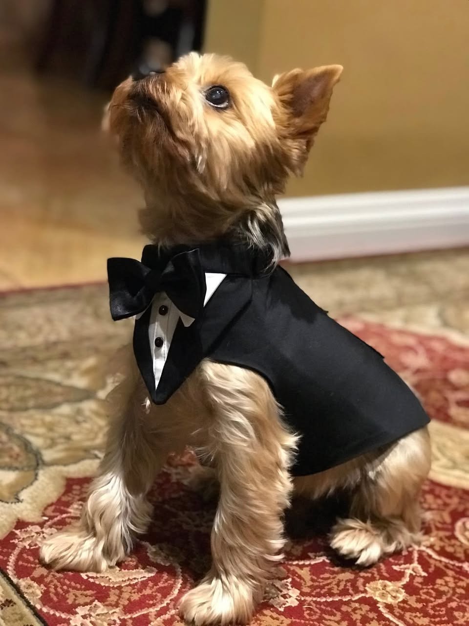 Traje de Fiesta para Mascotas - Imagem 2
