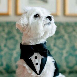 Traje de Fiesta para Mascotas