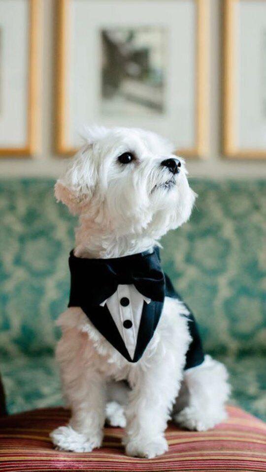 Traje de Fiesta para Mascotas