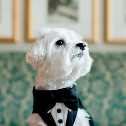 Traje de Fiesta para Mascotas - Imagem 3