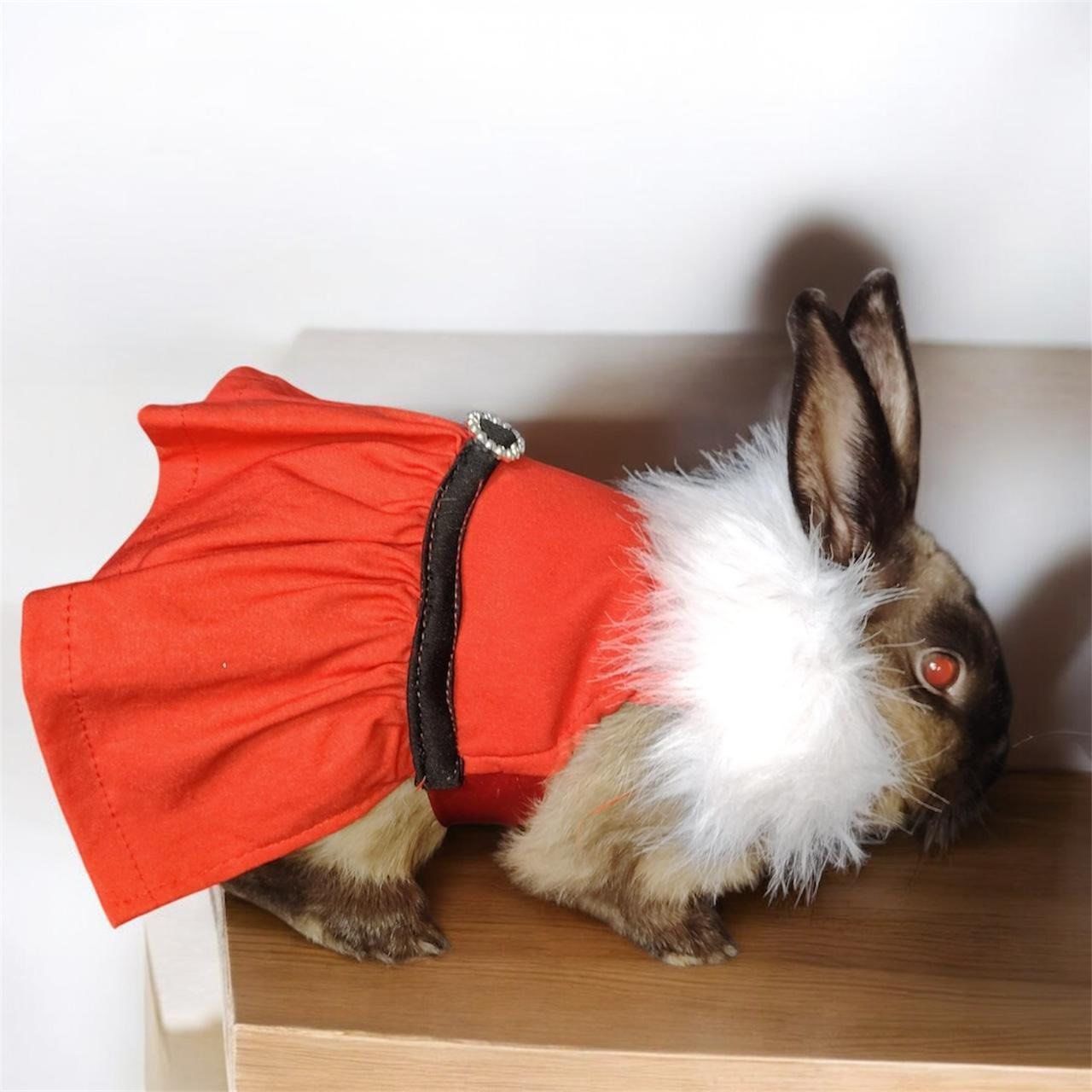 Traje de Fiesta para Mascotas - Imagem 5